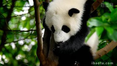 熊猫幼崽巨大的树